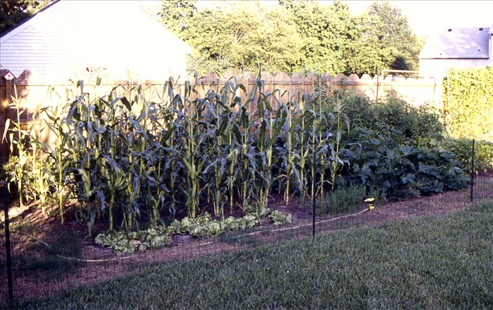 0170_20060929_0604_Slide 1997 06 N23 OldGardenCorn.jpg